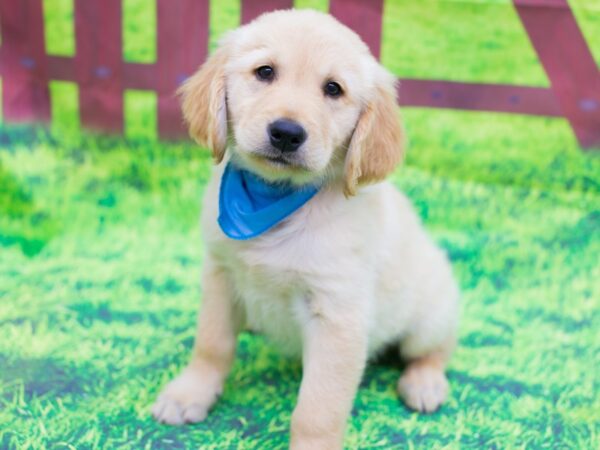 Golden Retriever DOG Male Golden 12497 Petland Wichita, Kansas