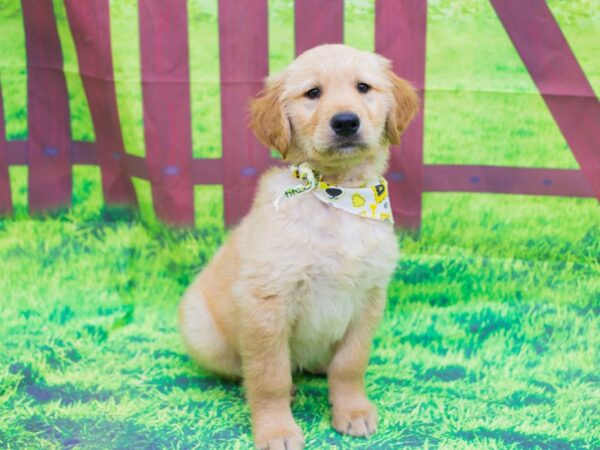 Golden Retriever DOG Male Golden 12496 Petland Wichita, Kansas