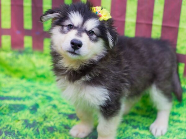 Alaskan Malamute DOG Female Black and White 12494 Petland Wichita, Kansas