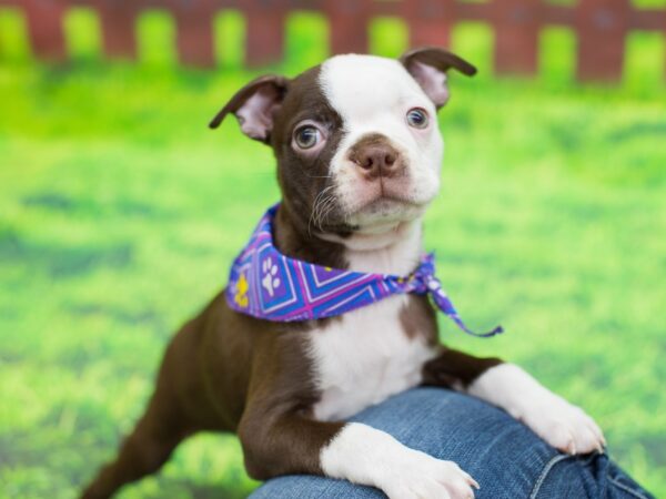 Boston Terrier DOG Female Red and White 12476 Petland Wichita, Kansas