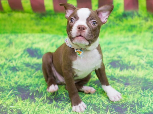 Boston Terrier DOG Female Red and White 12475 Petland Wichita, Kansas