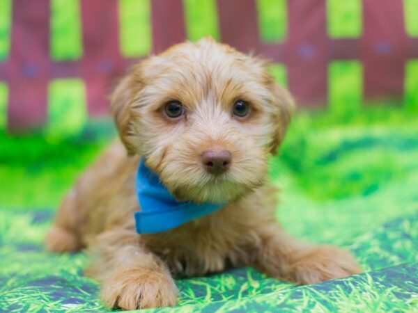 Yorkshire Terrier-DOG-Male-Gold-12505-Petland Wichita, Kansas
