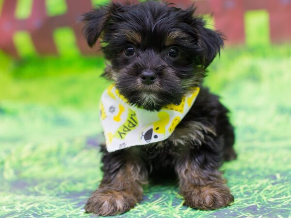 Morkie DOG Male Black and Tan 12504 Petland Wichita, Kansas