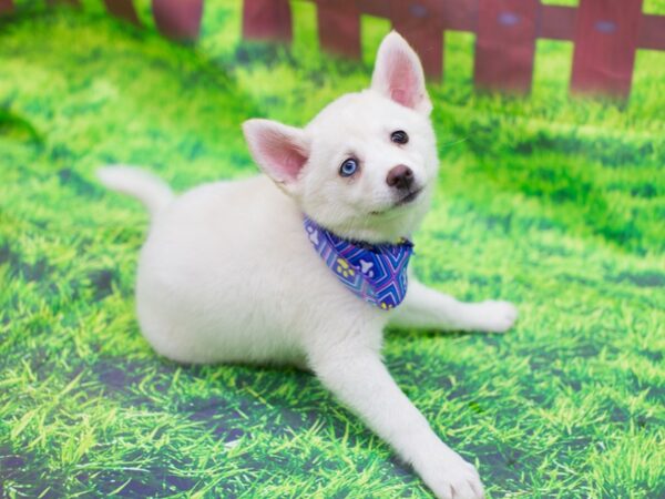 Pomsky-DOG-Female-White-12500-Petland Wichita, Kansas