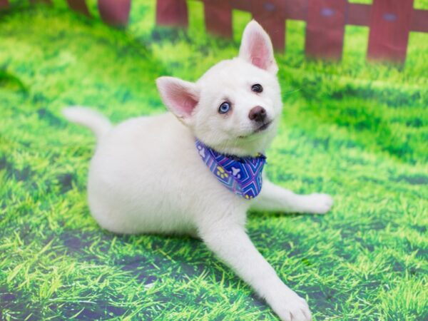 Pomsky DOG Female White 12500 Petland Wichita, Kansas