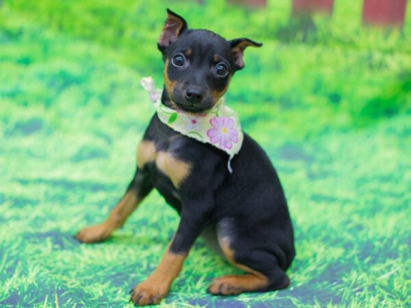 Miniature Pinscher DOG Female Black and Rust 12538 Petland Wichita, Kansas