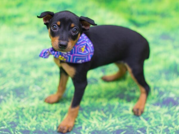 Miniature Pinscher DOG Female Black and Rust 12537 Petland Wichita, Kansas