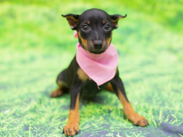 Miniature Pinscher DOG Female Black and Rust 12536 Petland Wichita, Kansas