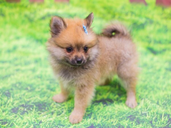 Pomeranian DOG Female Light Sable 12532 Petland Wichita, Kansas