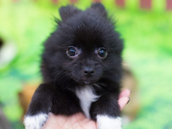 Toy Maltipom DOG Male Black and White 12533 Petland Wichita, Kansas