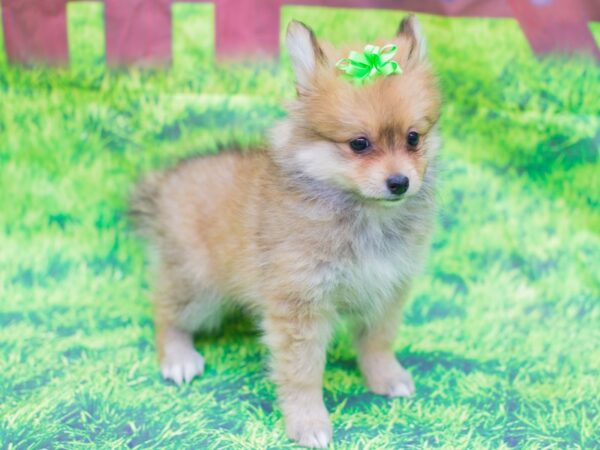 Pomeranian-DOG-Female-Light Sable-12531-Petland Wichita, Kansas