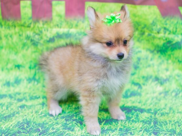 Pomeranian DOG Female Light Sable 12531 Petland Wichita, Kansas