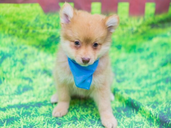 Pomeranian DOG Male Red 12530 Petland Wichita, Kansas