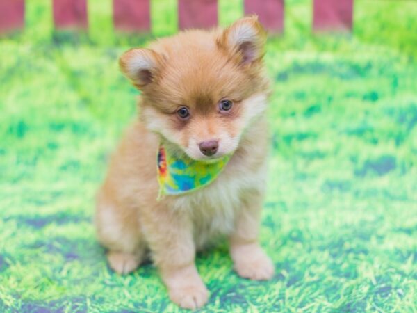 Pomeranian-DOG-Male-Red-12529-Petland Wichita, Kansas