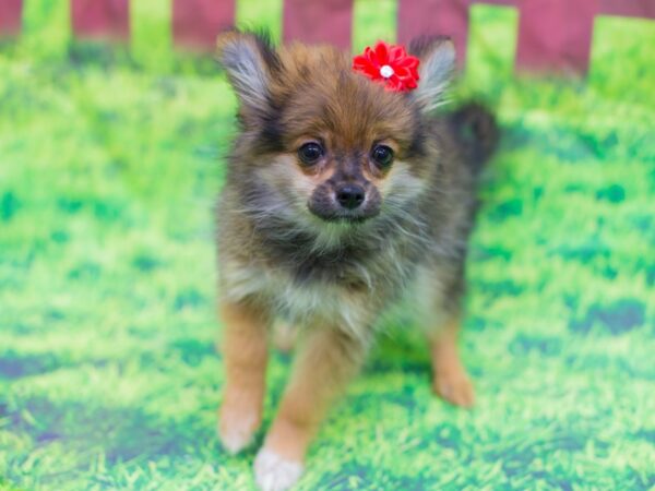 Pomeranian DOG Female Dark Sable 12528 Petland Wichita, Kansas