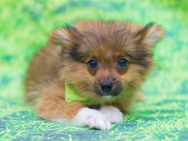 Pomeranian DOG Male Dark Sable 12527 Petland Wichita, Kansas