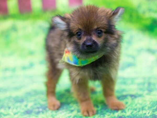 Pomeranian DOG Male Dark Sable 12526 Petland Wichita, Kansas