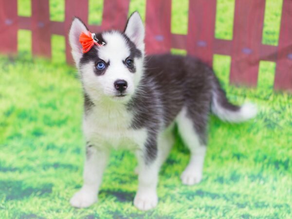 Miniature Husky DOG Female Black and White 12525 Petland Wichita, Kansas