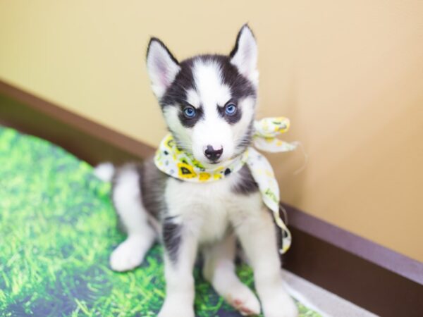 Miniature Husky-DOG-Male-Black and White-12524-Petland Wichita, Kansas