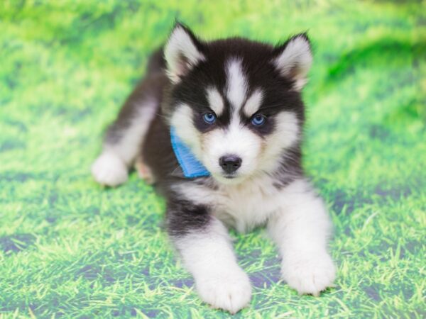 Miniature Husky DOG Male Black and White 12523 Petland Wichita, Kansas