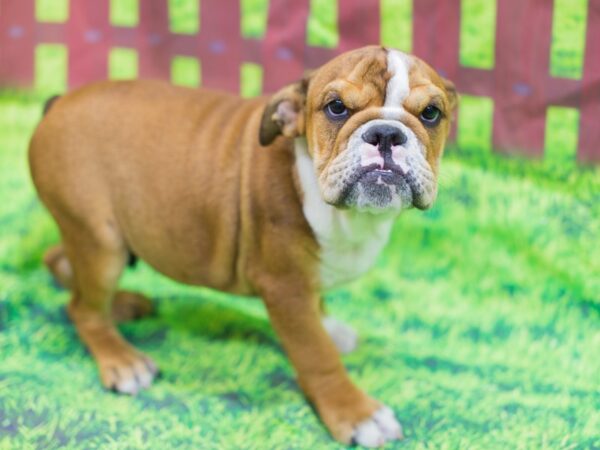 English Bulldog DOG Male Fawn and White 12522 Petland Wichita, Kansas