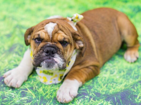 English Bulldog DOG Male Fawn and White 12521 Petland Wichita, Kansas