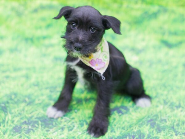Miniature Schnauzer-DOG-Female-Black-12520-Petland Wichita, Kansas