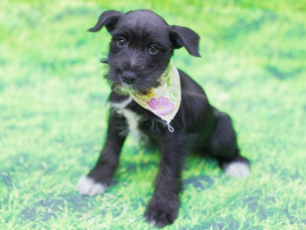 Miniature Schnauzer DOG Female Black 12520 Petland Wichita, Kansas