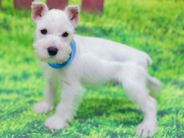 Miniature Schnauzer DOG Male White 12519 Petland Wichita, Kansas