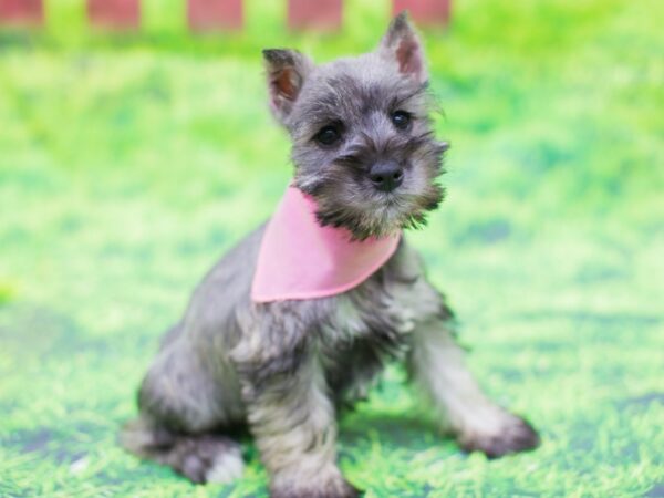 Miniature Schnauzer DOG Female Salt and Pepper 12518 Petland Wichita, Kansas