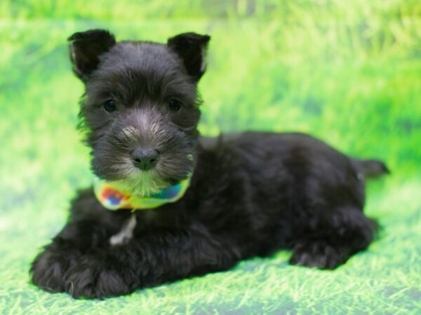 Miniature Schnauzer DOG Male Black 12517 Petland Wichita, Kansas