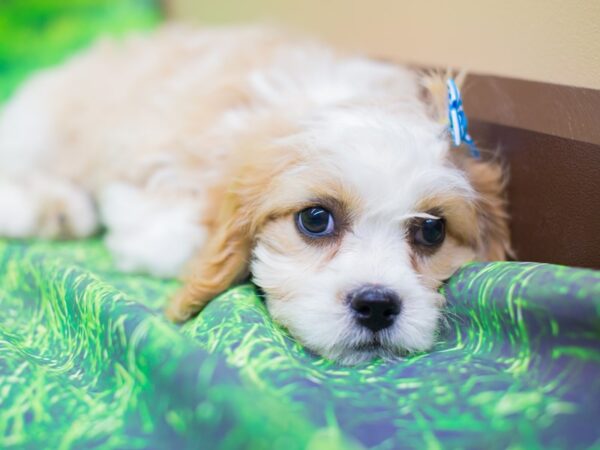 Cavapoo-DOG-Female--12516-Petland Wichita, Kansas