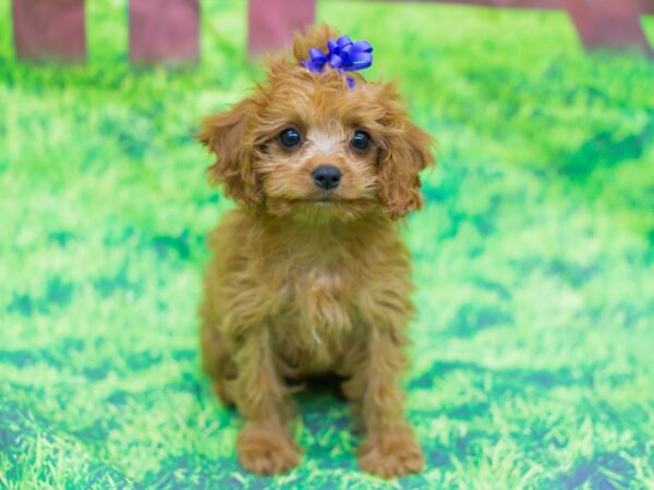 Cavapoo-DOG-Female--12515-Petland Wichita, Kansas