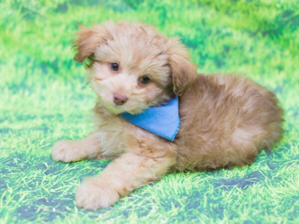 Toy Aussiedoodle DOG Male 12514 Petland Wichita, Kansas