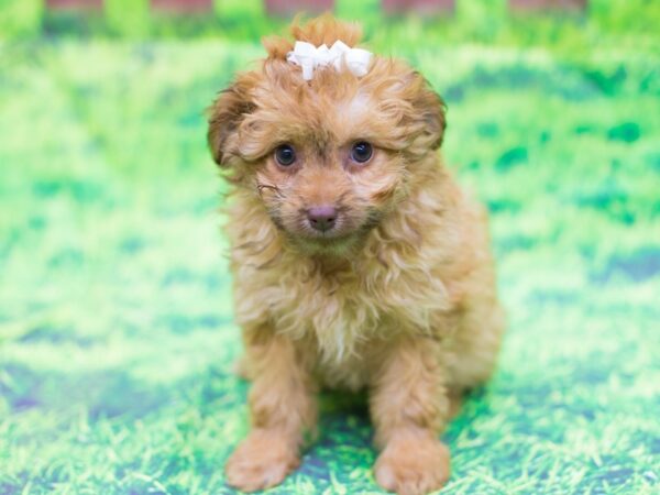 Toy Aussiedoodle DOG Female 12513 Petland Wichita, Kansas