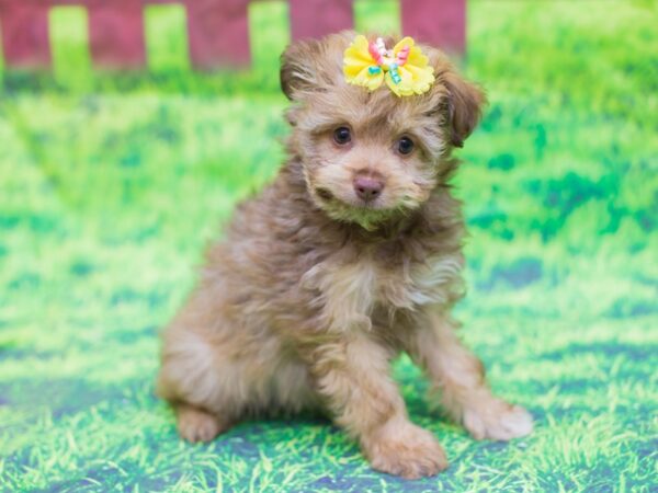 Toy Aussiedoodle DOG Female 12512 Petland Wichita, Kansas