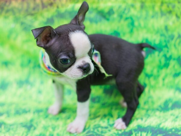 Boston Terrier DOG Female Black and White 12511 Petland Wichita, Kansas