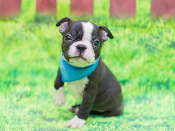Boston Terrier-DOG-Male-Black and White-12510-Petland Wichita, Kansas