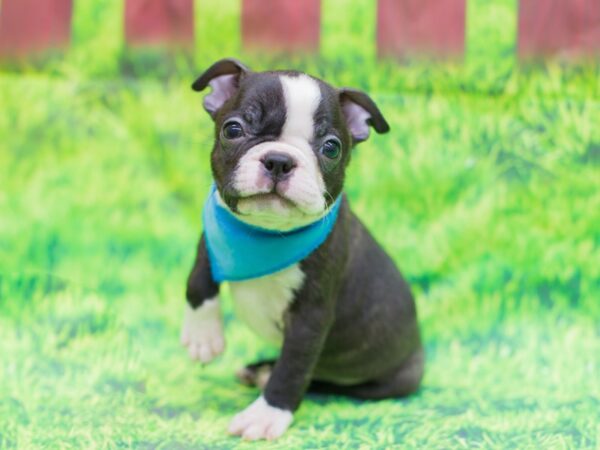 Boston Terrier DOG Male Black and White 12510 Petland Wichita, Kansas