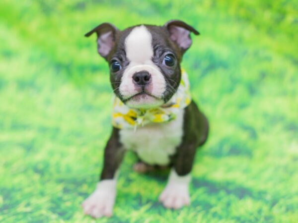 Boston Terrier DOG Male Black and White 12509 Petland Wichita, Kansas