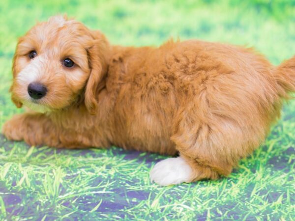 Miniature Dachshund DOG Female Silky wire hair red and white 12534 Petland Wichita, Kansas