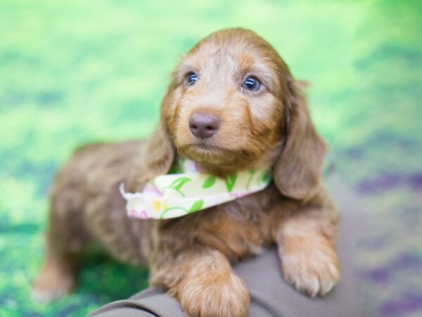 Miniature Dachshund DOG Male Silky Wire Hair Chocolate 12535 Petland Wichita, Kansas