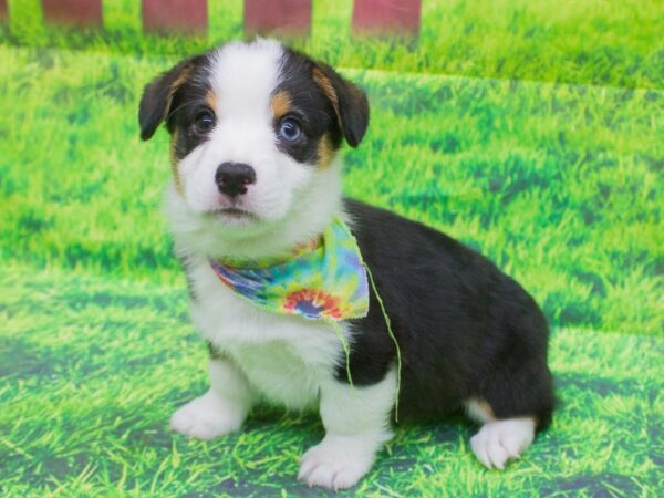 Pembroke/Cardigan Welsh Corgi DOG Male tri color / one blue eye 12549 Petland Wichita, Kansas