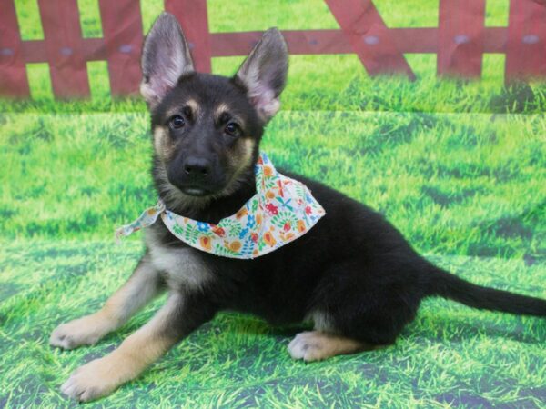 German Shepherd Dog-DOG-Female-black and tan-12544-Petland Wichita, Kansas