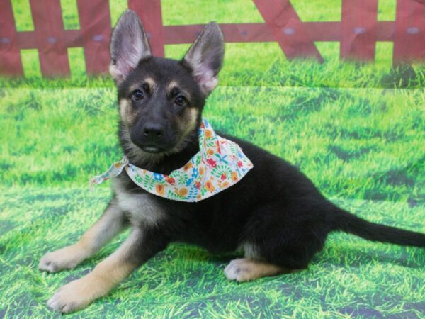 German Shepherd Dog DOG Female black and tan 12544 Petland Wichita, Kansas