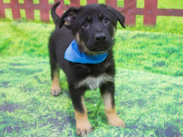 German Shepherd Dog-DOG-Male-black and tan-12543-Petland Wichita, Kansas