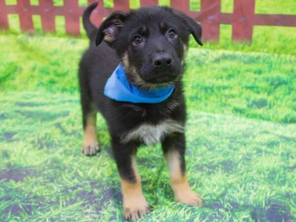 German Shepherd Dog DOG Male black and tan 12543 Petland Wichita, Kansas