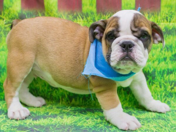 English Bulldog-DOG-Male-fawn and white / black mask-12542-Petland Wichita, Kansas