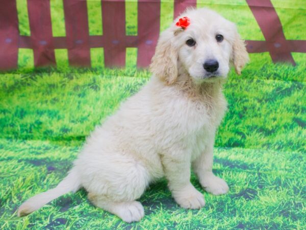 Goldendoodle DOG Female cream 12540 Petland Wichita, Kansas