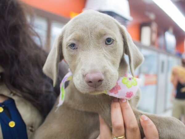Labrador Retriever-DOG-Female-Silver-12539-Petland Wichita, Kansas